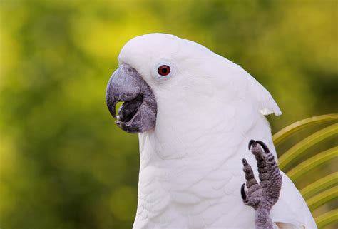 Umbrella Cockatoo (White Cockatoo): Bird Species Profile