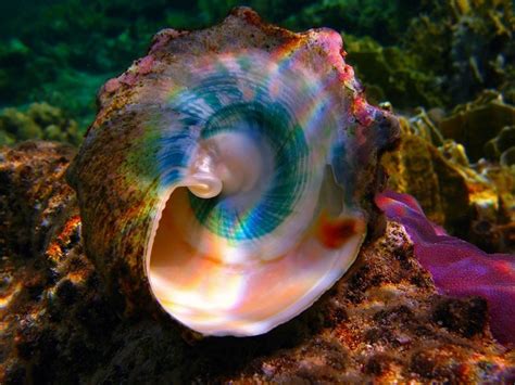 Rainbow inside a shell | Beeeauutiful!! | Pinterest | Shell, Rainbows ...