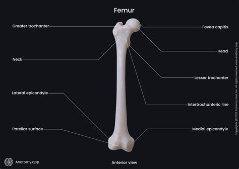 alloggiamento Relitto comune femur body immagine guarda dentro sempre più