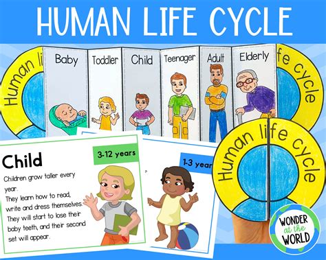 Human Life Cycle Foldable Sequencing Activity for Kids Printable US ...