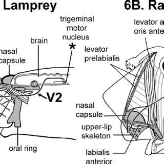 The innervation of upper-lip muscles can reveal whether these lips are ...