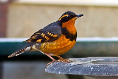 World Beautiful Birds : Varied Thrushes Birds | Interesting Facts ...