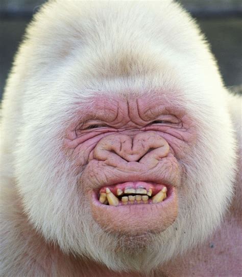 Snowflake the Albino Gorilla | Albino gorilla, Albino animals, Rare ...