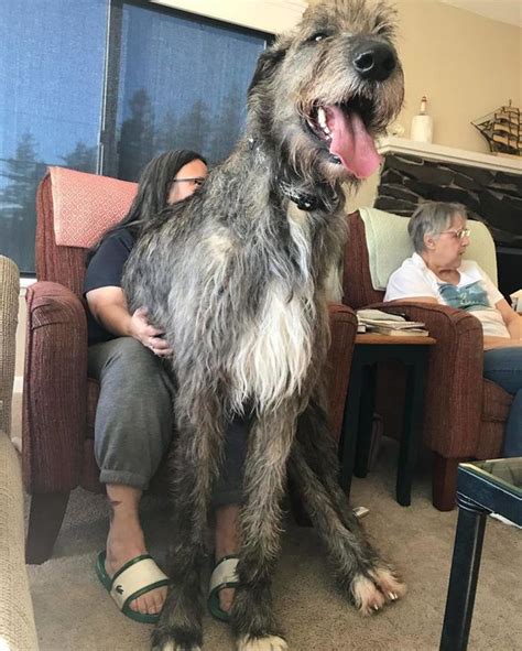 10+ Of The World's Largest Dog Breeds | Worlds largest dog, Large dog ...