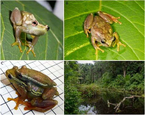 ‘Fantastic’ Finding Uncovers Silent Frog Species That ‘Doesn’t Croak ...