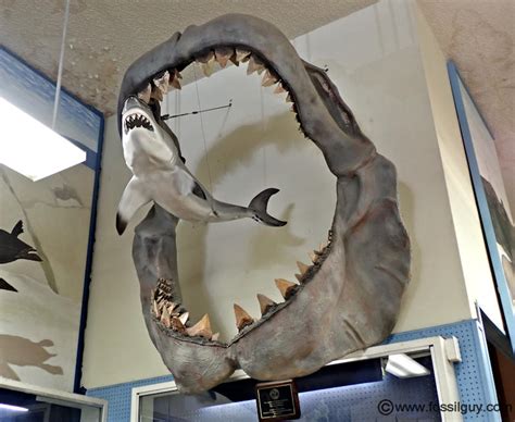 Megalodon Jaws Vs Great White Jaws