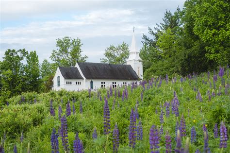 How To Celebrate The Lupine Festival At Sugar Hill | New england travel ...