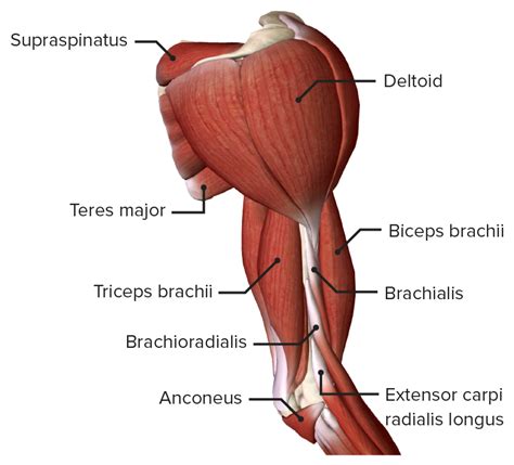 Anterior Arm Muscles