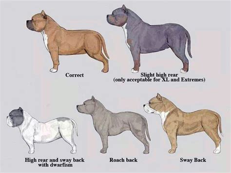 American Bully Standards | Good Pit Bulls | American bully, Bully ...