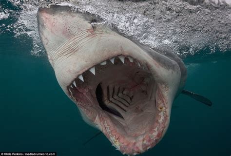 American photographer captures great white shark’s teeth in terrifying ...