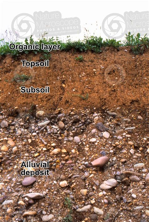 Alluvial soil. Cross section - Soil cross section - Types of soil ...