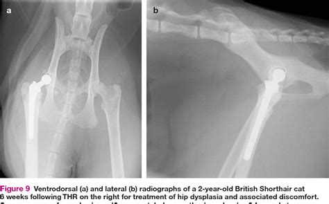 hip dysplasia in cats surgery - Meda Rock