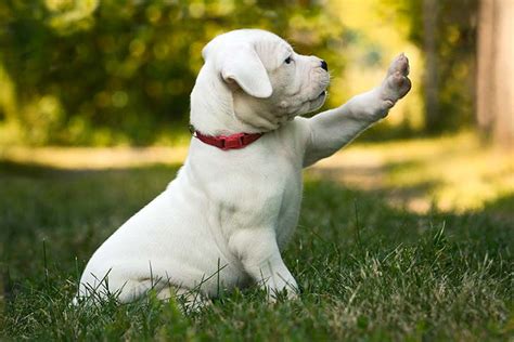 Dogo Argentino Puppies For Sale - AKC PuppyFinder