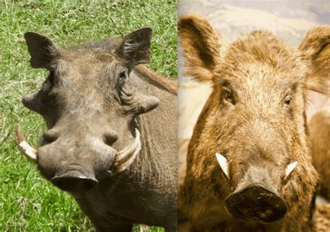 What’s the difference between the Warthog and the Wild Boar? | SIMILAR ...