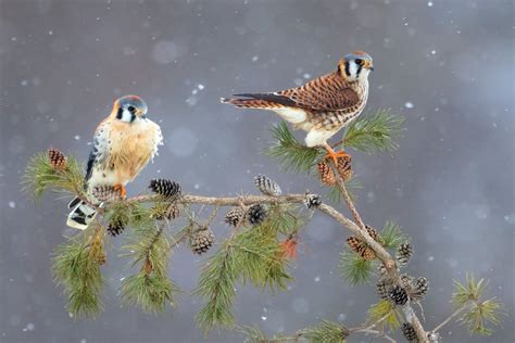 Your First Christmas Bird Count - Michigan Audubon