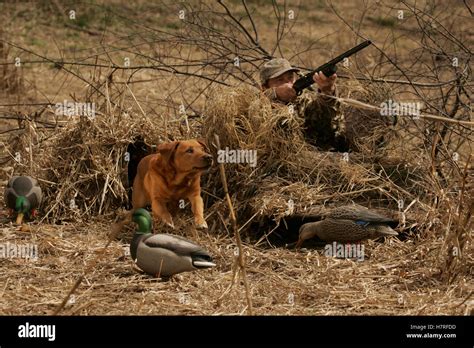 Controlled Burn In Wildlife Management Area Stock Photo - Alamy