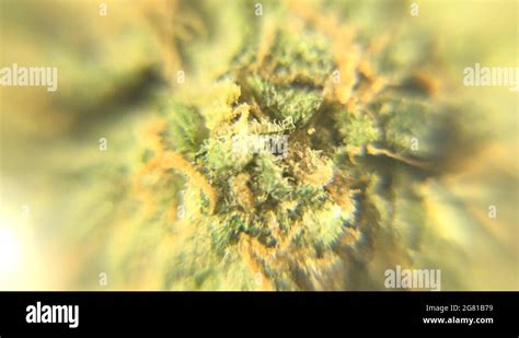 Sticky weed Stock Videos & Footage - HD and 4K Video Clips - Alamy