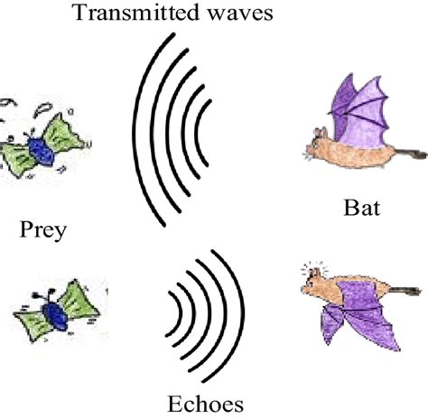 Bat echolocation methodology for prey discovery | Download High ...