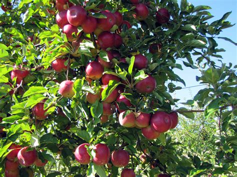 Apple Orchards, Srinagar, Jammu and Kashmir, Tourism, 2021 | Famous ...