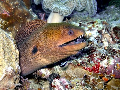 Giant Moray Eel – "OCEAN TREASURES" Memorial Library