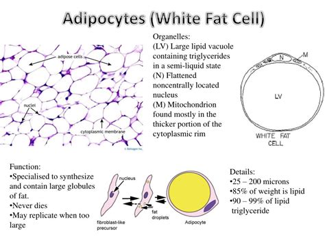 PPT - Adipocytes (White Fat Cell ) PowerPoint Presentation, free ...