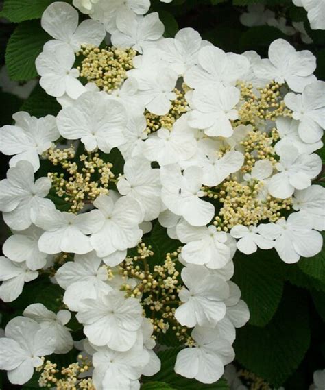 Viburnum Mariesii - Johnson Nursery Corporation