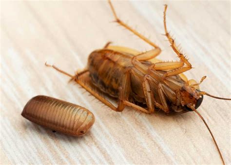 Cockroach Eggs: Homeowner Guide (16 Things: Size, Appearance, Hatch) 🪰 ...