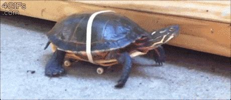 Turtle Can Run GIFs - Find & Share on GIPHY