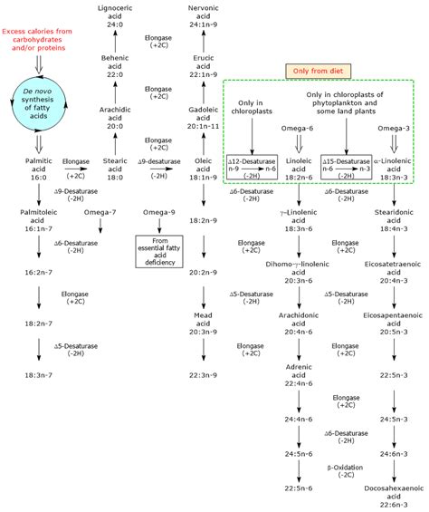 Fatty Acid Synthesis Pathway