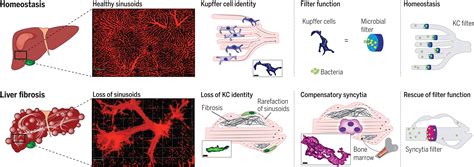 Kupffer cell–like syncytia replenish resident macrophage function in ...