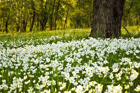 Beatrice J. Peraza: Black And White Field Of Flowers / Soul Centered ...