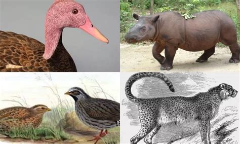 Extinct Animals In India: सिर्फ चीता ही नहीं भारत में यह जानवर और जीव ...