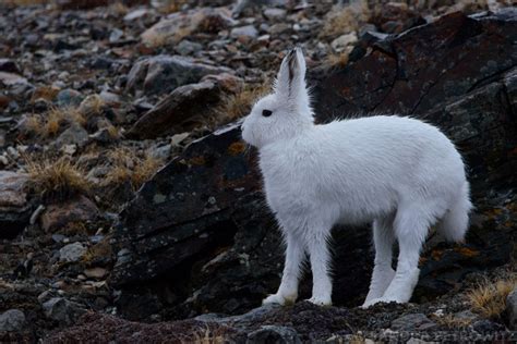 Wildlife in Greenland | Oceanwide Expeditions