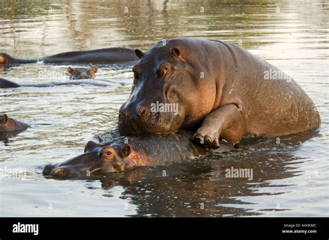 Hippo mating hi-res stock photography and images - Alamy