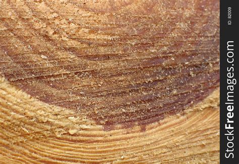 Tree Trunk Cross-Section - Free Stock Images & Photos - 82009 ...