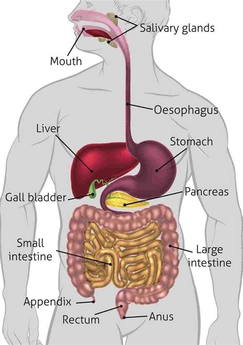 Diagram Of Abdominal Organs - exatin.info