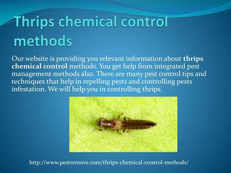 PPT - THRIPS CHEMICAL CONTROL METHODS PowerPoint Presentation, free ...