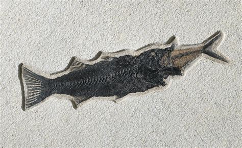 A Dyplomystus fossil fish devouring a Knightia, Eocene (from 56 to 33.9 ...