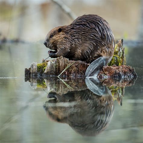 Canadian Beaver