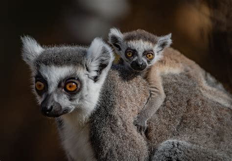 Zoo celebrates birth of six rare baby lemurs | Guernsey Press