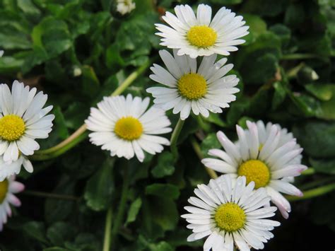 Common Daisy | Bellis perennis | Naturescape Wildflowers | Shop