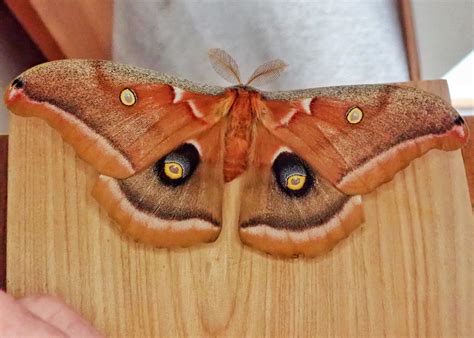 Antheraea polyphemus (Polyphemus Moth) – 10,000 Things of the Pacific ...