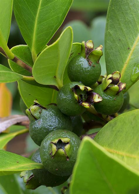 Guava, Lemon (Psidium littorale) | Guava fruit, Guava tree, Guava