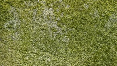 How To Remove Green Mold From Furniture - Patio Furniture