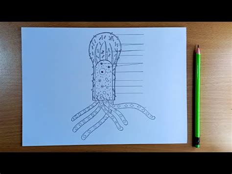 Difflugia diagram || how to draw Difflugia diagram step by step easily ...