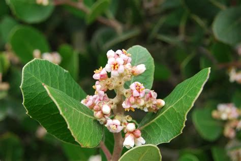 Lemonadeberry - Native Plants - CSU Channel Islands