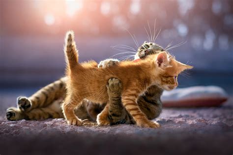 Cute Kittens, HD Animals, 4k Wallpapers, Images, Backgrounds, Photos ...