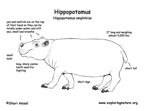 Hippopotamus