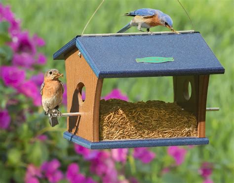 Duncraft.com: Bluebird Feeder | Blue bird, Bird houses diy, Feeder