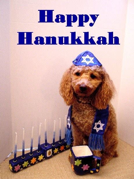 Funny Hanukkah Cards